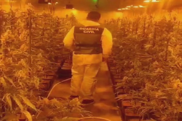 La Guardia Civil desmantela dos plantaciones de marihuana en Mesones y en Uceda