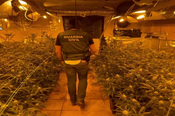 Desmantelada una plantación de marihuana “indoor”
