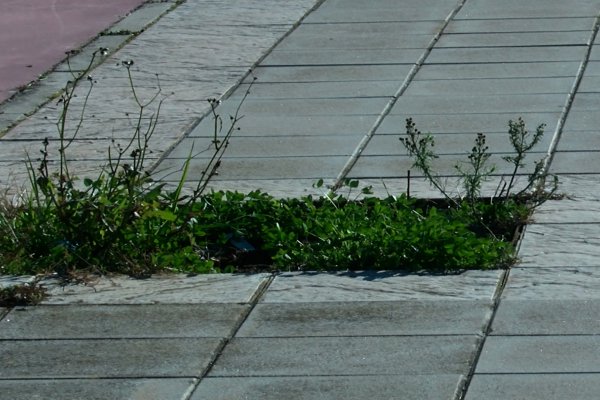El Ayuntamiento de Azuqueca de Henares ha puesto en marcha un plan cuyo objetivo es que en todos los alcorques de la ciudad haya árboles vivos