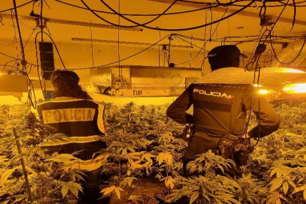 Dos plantaciones de marihuana desmanteladas por la Policía Nacional 