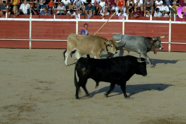 Entradas eventos taurinos Azuqueca