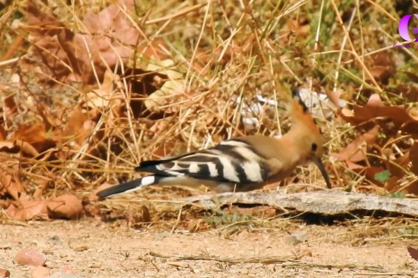 ALUCOS CHANNEL: El canto de las lagunas