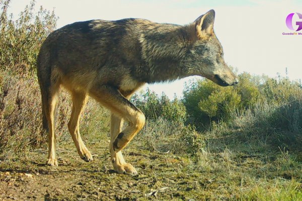 ALUCOS CHANNEL: Lobo ibérico parte 1 