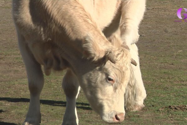 La Diputación concede 400.000 euros a 18 explotaciones ganaderas para adquirir collares de “vallado virtual” 