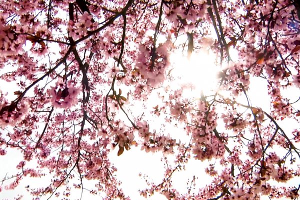 Los  alérgicos al polen se enfrentan a una primavera de intensidad moderada