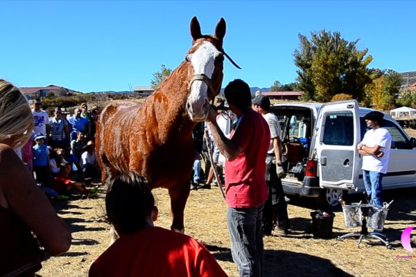 Cantalojas recibirá el domingo a miles de visitantes con motivo de la 39 feria de ganado 