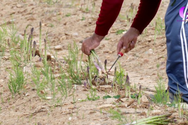 Alimentos de calidad de Castilla-La Mancha: Espárrago verde