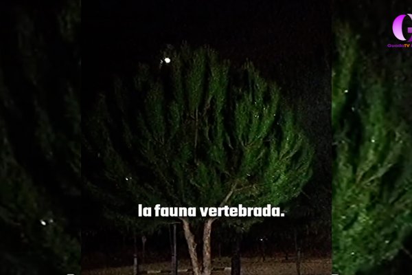 Azuqueca lucha contra la "procesionaria"