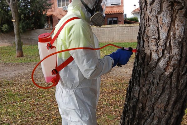 Cabanillas continua con la "endoterapia" en su lucha contra la procesionaria