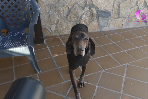 Hoy La tarde con Cristina conocemos las novedades de la botarga de Cabanillas