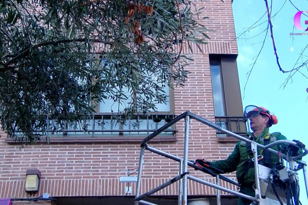 Temporada de poda en Azuqueca