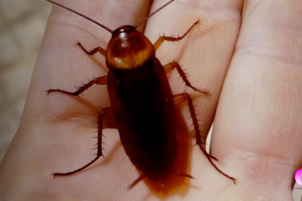 El Ayuntamiento refuerza el control de plagas con un contrato especializado y un plan intensivo para aves urbanas