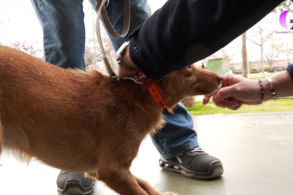 Todos los perros de Marchamalo estarán "fichados" por su ADN