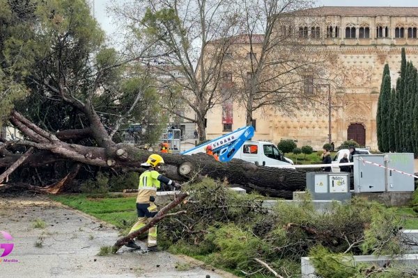 Cae un pino centenario en plena Plaza de España 