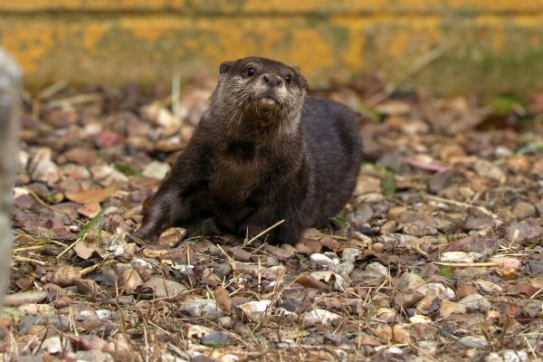¡La nueva nutria del Zoo busca nombre!