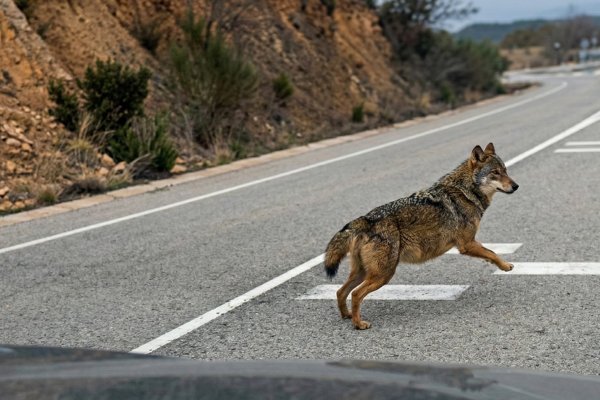 Lobos en la carretera