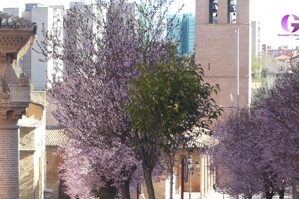 Comienza la campaña de plantación de árboles