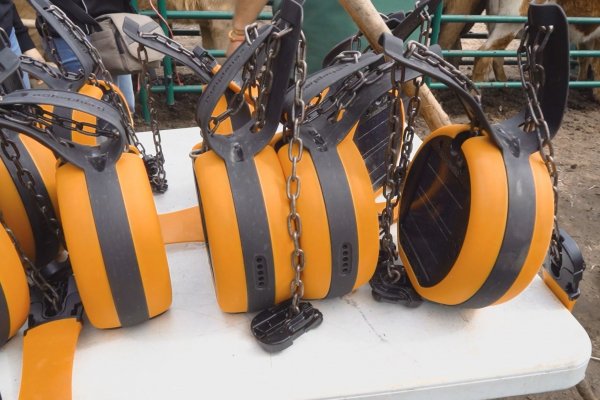 Diputación PROTEGE todas las EXPLOTACIONES GANADERAS del LOBO