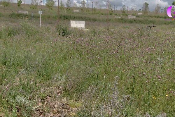 Todas las fincas y parcelas deben estar limpias y desbrozadas