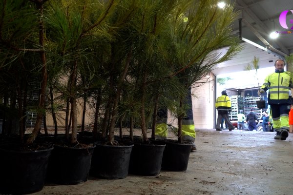 La Diputación de Guadalajara distribuye 6.942 árboles y arbustos entre 228 pueblos de la provincia