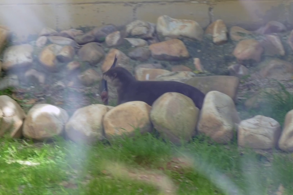 No me llames nutria, LLÁMAME OTTO