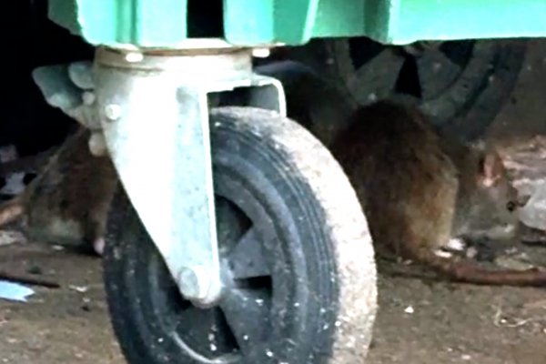 ¿Tenemos una plaga de RATAS en Guadalajara? 