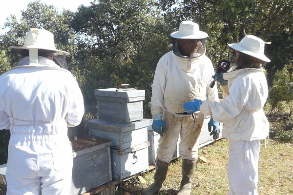 Hoy en la tarde con Cristina, celebramos el día mundial de las abejas