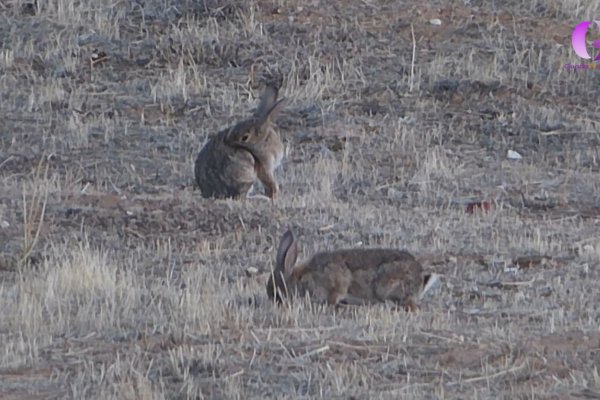 CLM toma medidas para aliviar los daños del conejo de monte