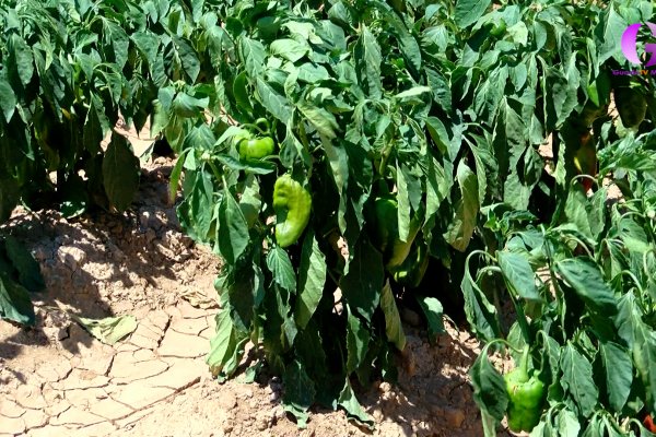 720mil euros para acercar los productos agrícolas al consumidor