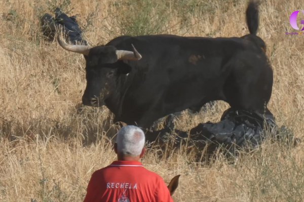 Dos heridos en el Encierro de Brihuega