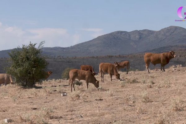 300.000 euros en ayudas para los ganaderos de la provincia