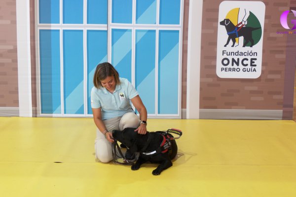 Nuestro mejor amigo, el perro