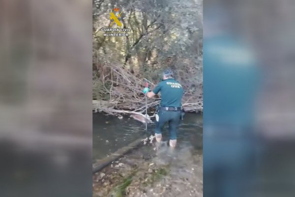 Mató a su propio perro golpeándole la cabeza y lo dejó “tirado” entre la maleza