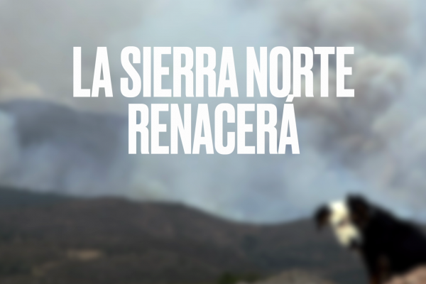 Hoy en la tarde con Cristina, hablamos sobre el cáncer de mama con Alicia Ávila y conocemos todos los detalles de lo que ocurrió en el día de la sierra en Bustares