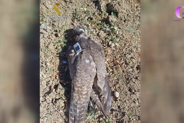Investigado por cazar un halcón en un coto de caza 