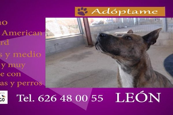 León, espera en las instalaciones de Hogar amigo, a ser adoptado